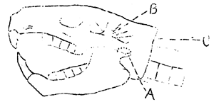 sketch of rodent skull