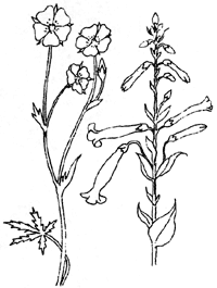 wildflowers