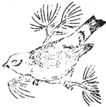 Western tanager