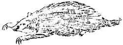 badger
