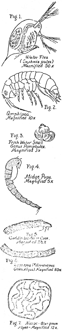 fish food, figs. 1-7