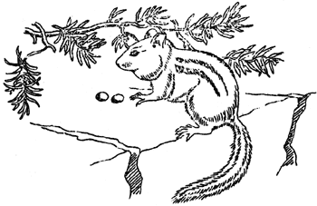 ground squirrel
