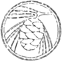 cone and needles