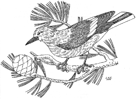 Clark's Nutcracker