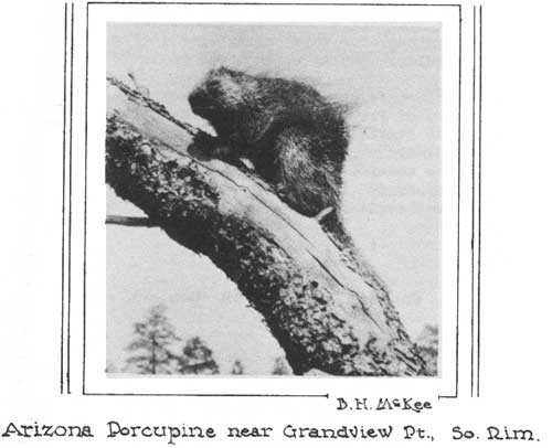 Arizona Porcupine near Grandview Pt., So. Rim. B. H. McKee