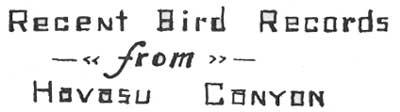 Recent Bird Records from Havasu