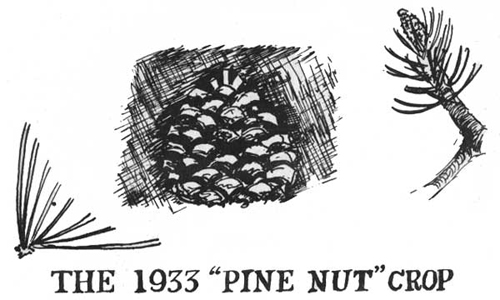 THE 1933 