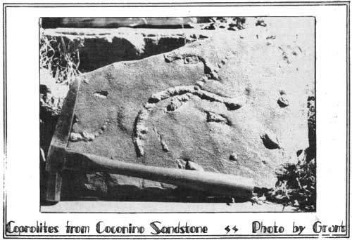 Coprolites from Coconino Sandstone Photo by Grant