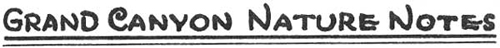 GRAND CANYON NATURE NOTES