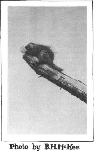Photo by B.H. McKee