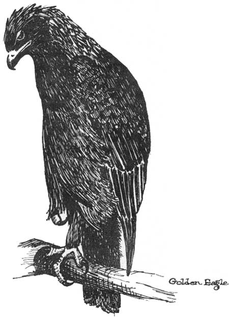 Golden Eagle