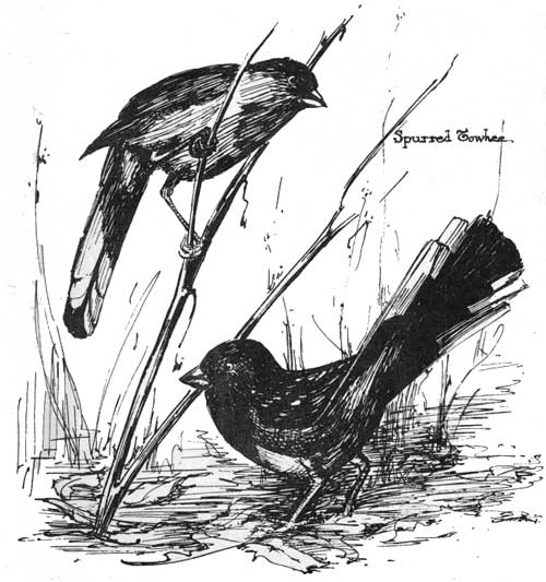 Spurred Towhee