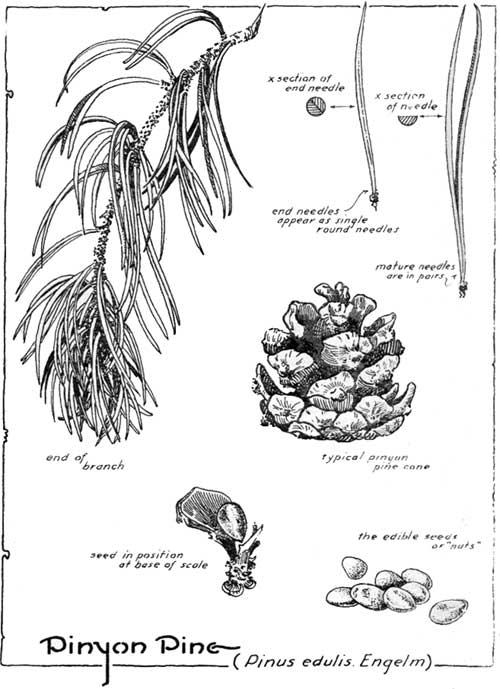 Pinyon Pine (Pinus edulis Engelm)
