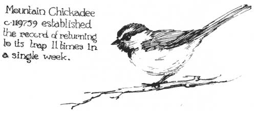 Mountain Chickadee c-119759 established
the record of returning to its trap 11 times in a single week.