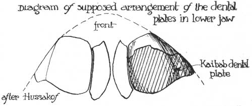 Diagram of supposed arrangement of the dental plates
in lower jaw. after Hussakof