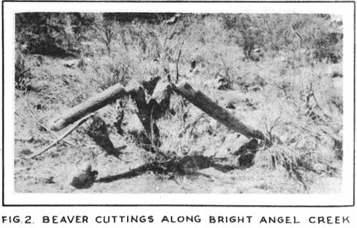 FIG. 2. BEAVER CUTTINGS ALONG BRIGHT ANGEL CREEK