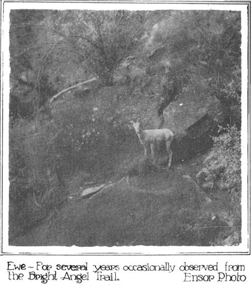 Ewe - For several years occasionally observed from the Bright Angel
Trail. Ensor Photo