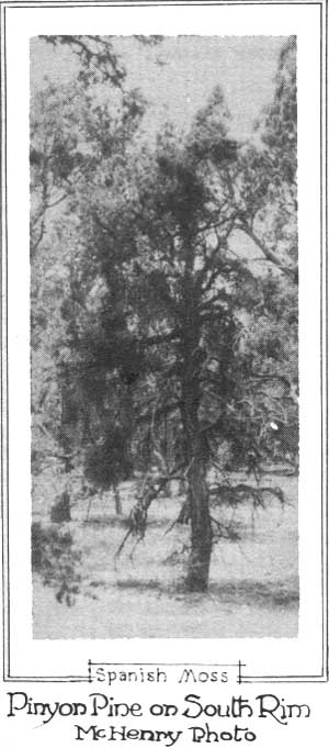 Spanish Moss Pinyon Pine on South Rim  McHenry Photo 