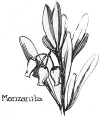 Manzanita