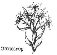 Stonecrop
