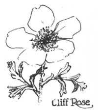 Cliff rose