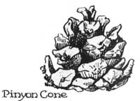 Pinyon Cone