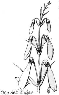 Scarlet bugler