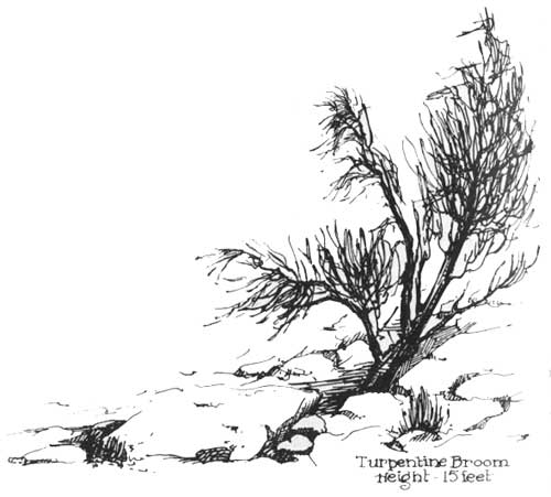 Turpentine Broom Height 15 feet