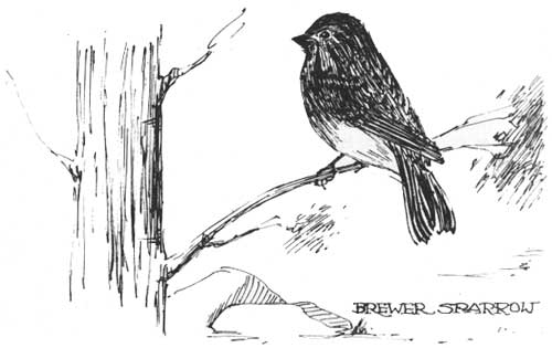 Brewer Sparrow