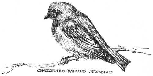 Chestnut-backed Bluebird