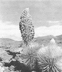 silversword