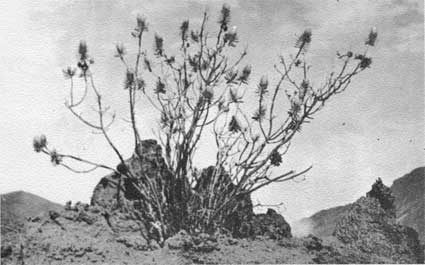 silversword