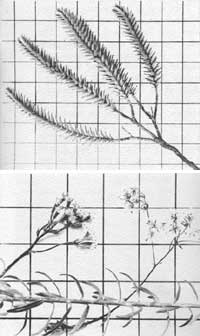 plants