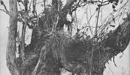 Ohia tree with painiu, ferns, and other plants