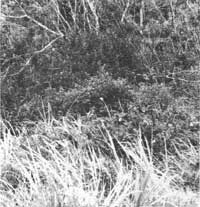 plants