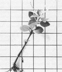 plant