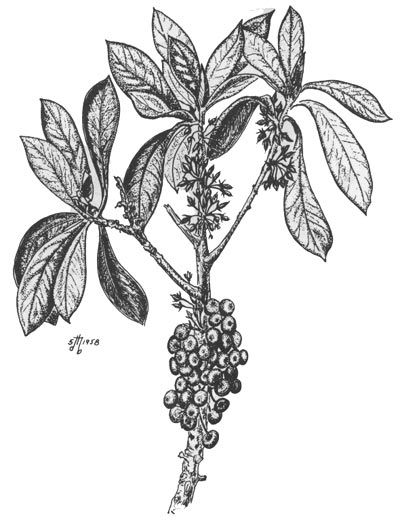 plant
