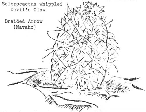 Sclerocactus whipplei Devil's Claw, Braided Arrow (Navaho)