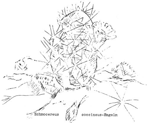 Echmocereus coccineusEngelm
