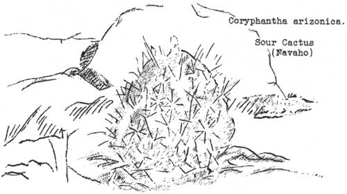 Coryphantha arizonica Sour Cactus (Navaho)