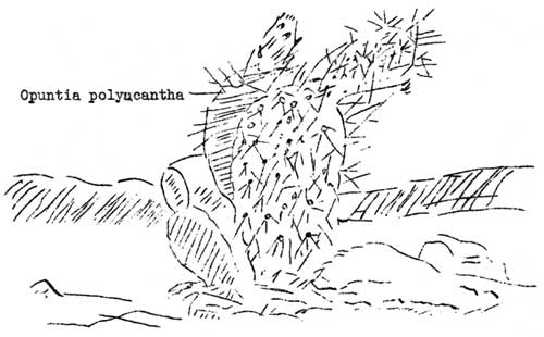 Opuntia polyacantha