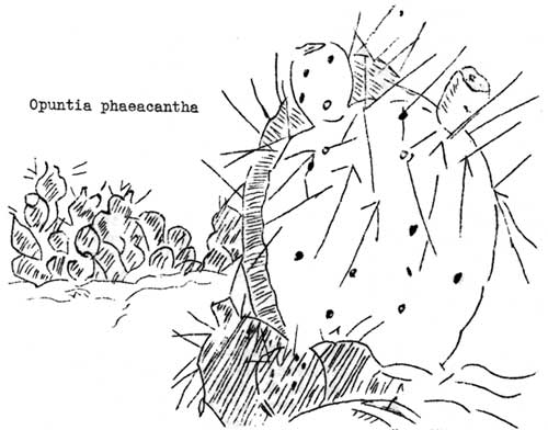 Opuntia phaeacantha