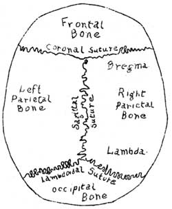 Top of skull showing bones and sutures