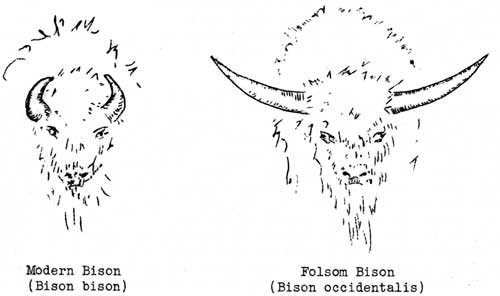 Modern Bison (Bison bison), Folsom Bison (Bison occidentalis)