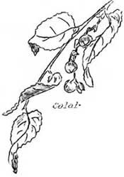 Salal
