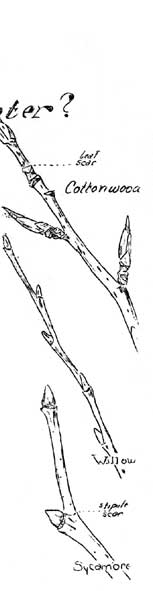 Cottonwood, Willow, Sycamore branches