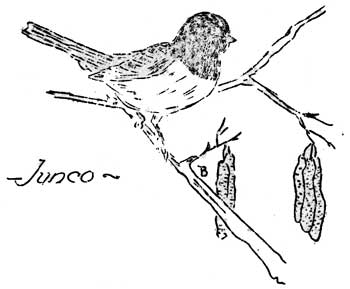 Junco
