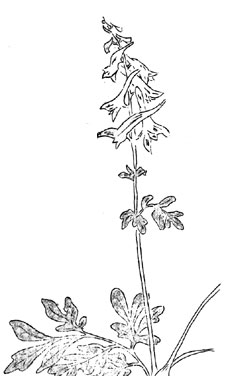 pink corydalis