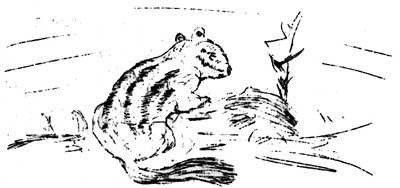 chipmunk