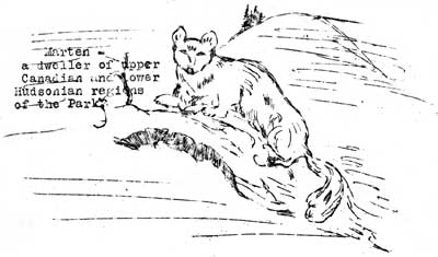 marten, a dweller of upper Canadian and lower Hudsonian regions